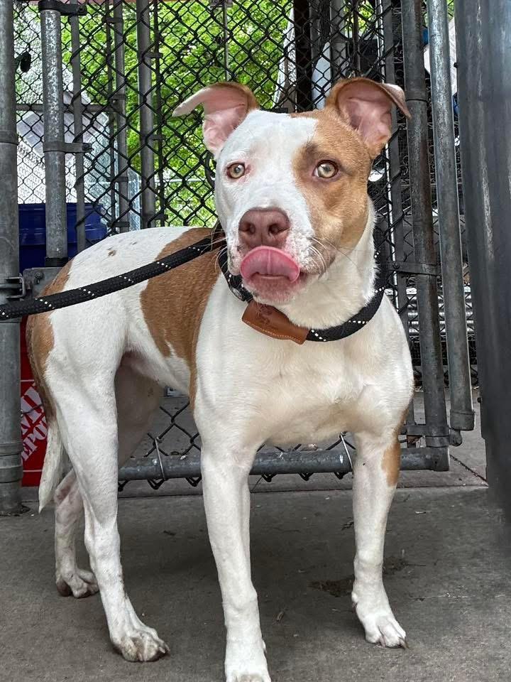 Enlarge Cadence, a ADOPTABLE Pit Bull Terrier in Chicago, IL image 3/5