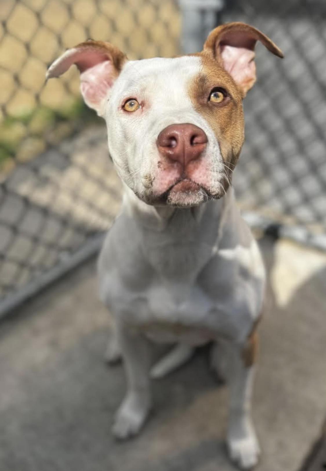 Enlarge Cadence, a ADOPTABLE Pit Bull Terrier in Chicago, IL image 1/5