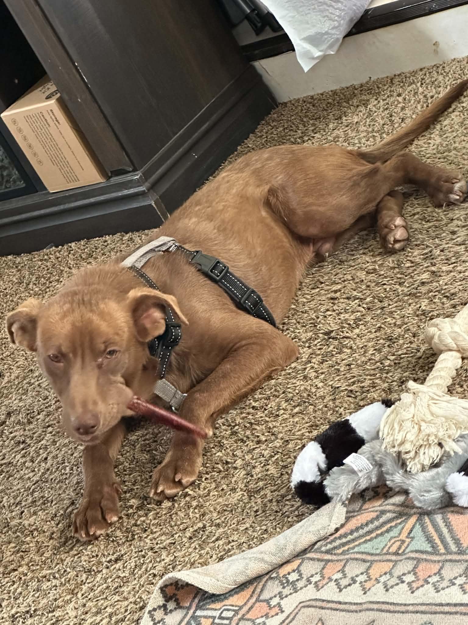 Enlarge Rico, a ADOPTABLE mixed breed in Columbia, MO image 3/3