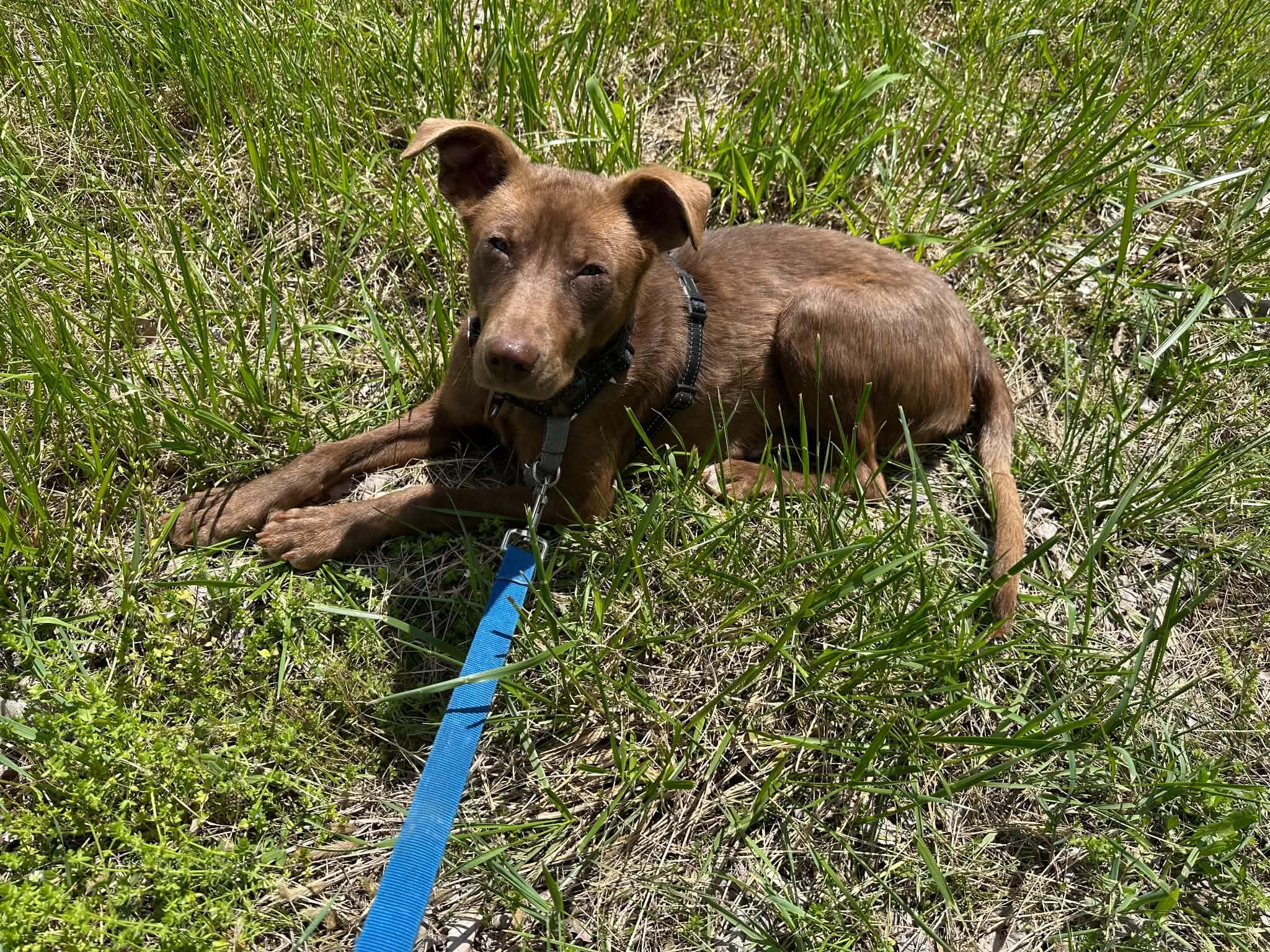 Enlarge Rico, a ADOPTABLE mixed breed in Columbia, MO image 2/3