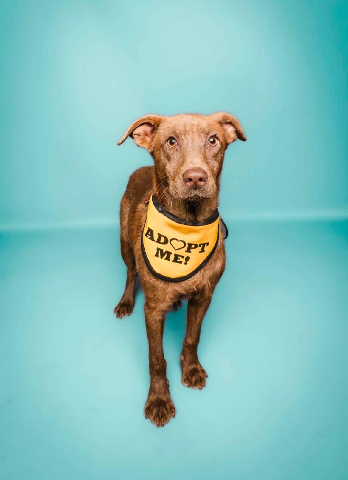 Rico, ADOPTABLE, Young Male Chocolate Labrador Retriever.