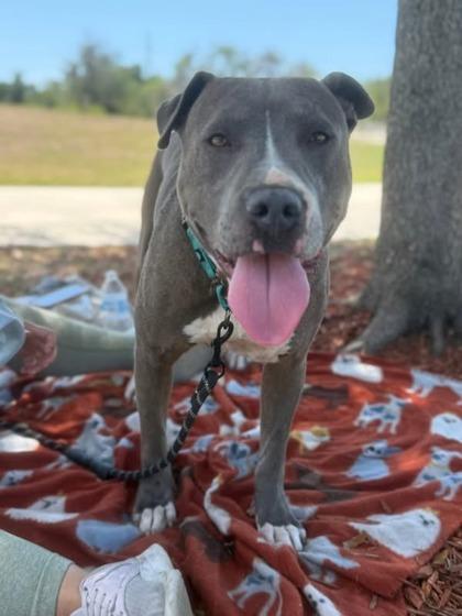 Mister, a Adoptable mixed breed in Gainesville, FL image 1/3