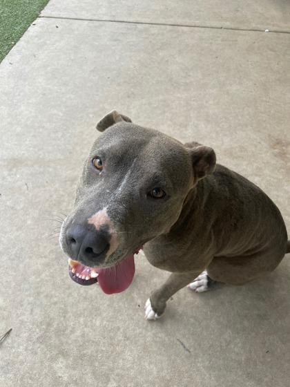 Mister, a Adoptable mixed breed in Gainesville, FL image 2/3