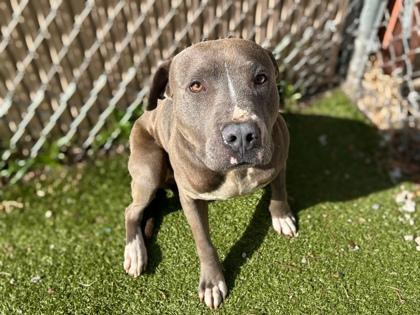 Mister, a Adoptable mixed breed in Gainesville, FL image 3/3