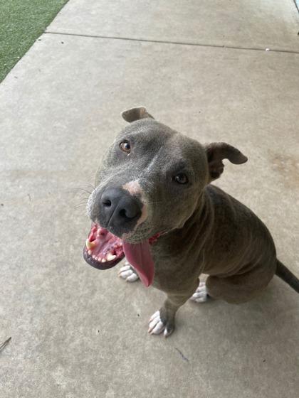 Mister, a Adoptable mixed breed in Gainesville, FL image 3/3