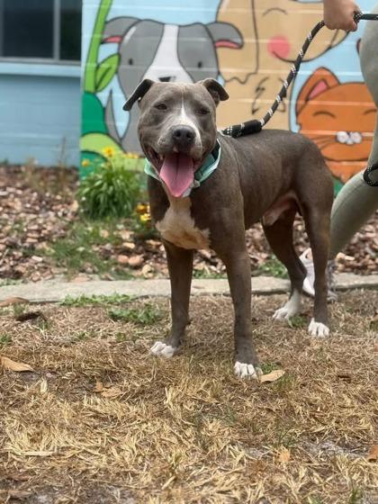 Enlarge Mister, a Adoptable mixed breed in Gainesville, FL image 2/3