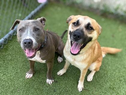Enlarge Mister, a Adoptable mixed breed in Gainesville, FL image 3/3