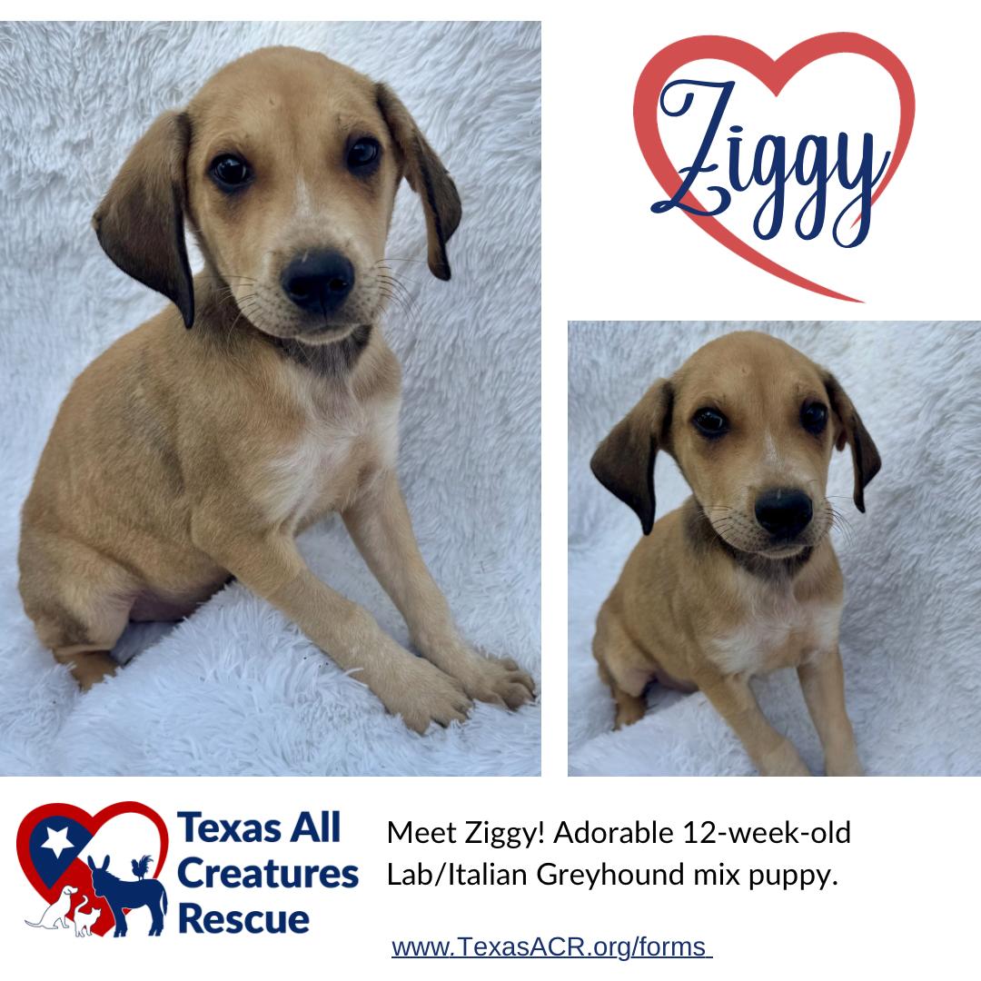 Enlarge Ziggy, a Adoptable mixed breed in Alvarado, TX image 1/1