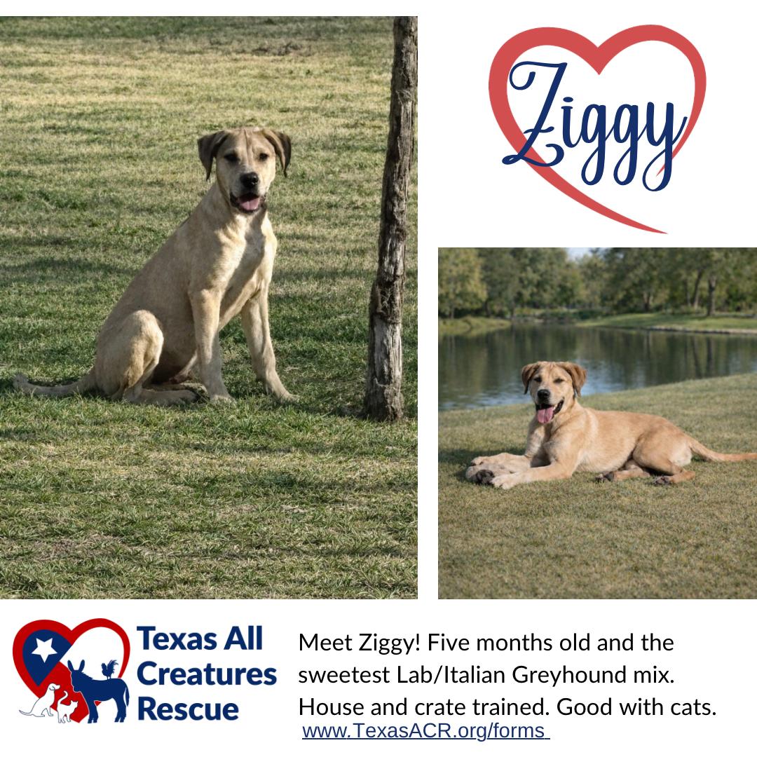 Enlarge Ziggy, a Adoptable mixed breed in Alvarado, TX image 2/2