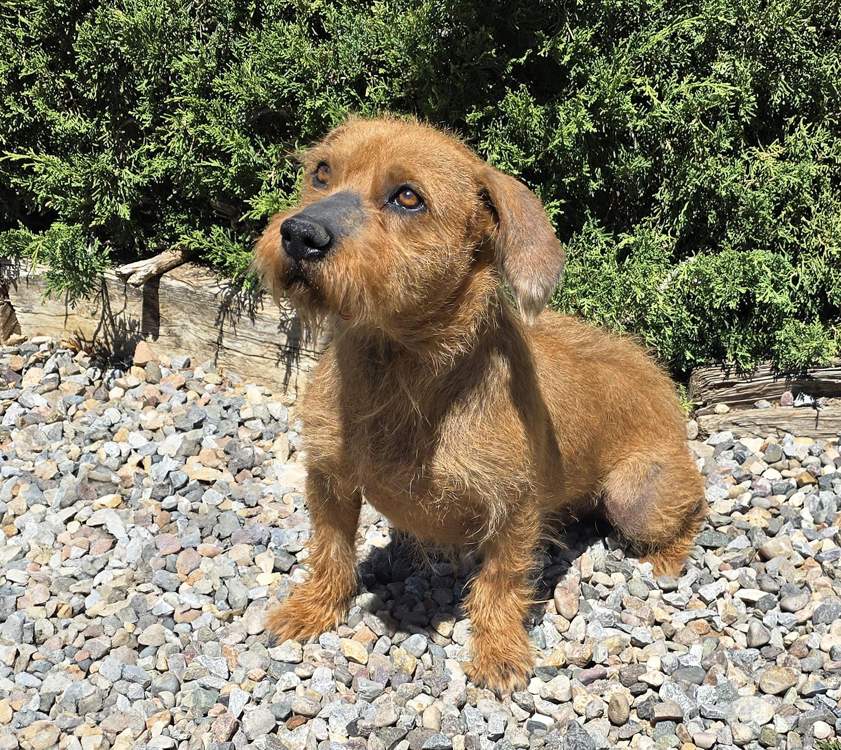Lovely Lil Mr Low Ryder ~ Darling Dorgi !!!, an adoptable mixed breed in Albuquerque, NM image 3/3
