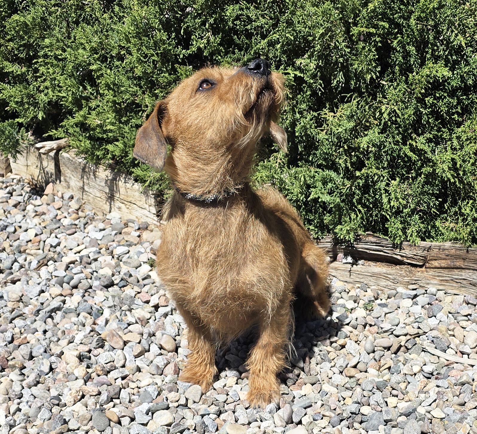 Lovely Lil Mr Low Ryder ~ Darling Dorgi !!!, an adoptable mixed breed in Albuquerque, NM image 1/3