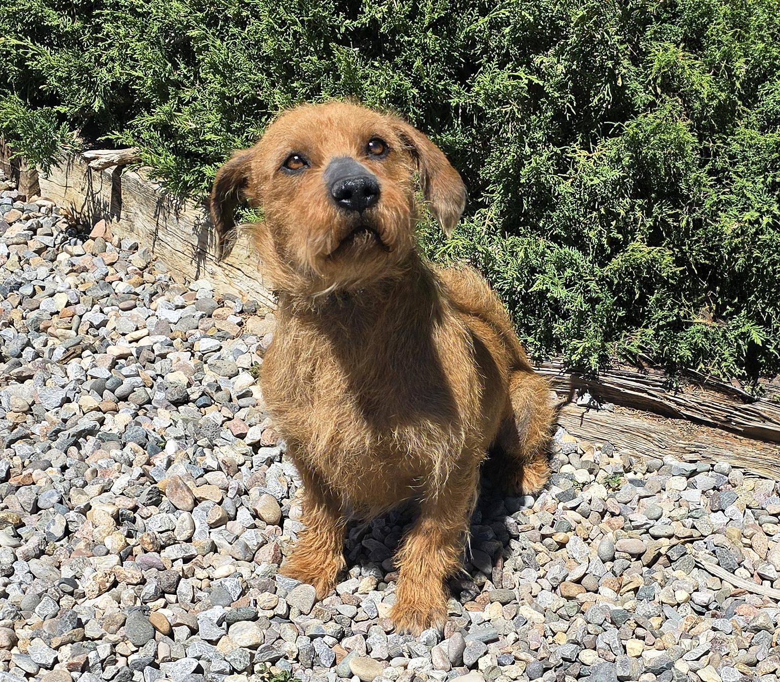 Lovely Lil Mr Low Ryder ~ Darling Dorgi !!!, an adoptable mixed breed in Albuquerque, NM image 2/3