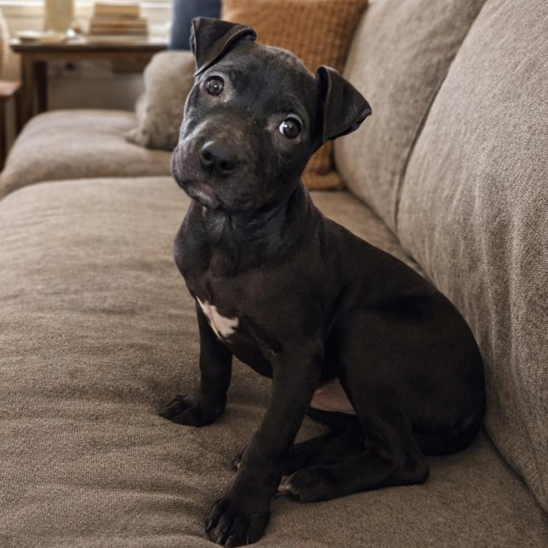 Orbit (Cosmic Pup), ADOPTABLE, Puppy Female Labrador Retriever.