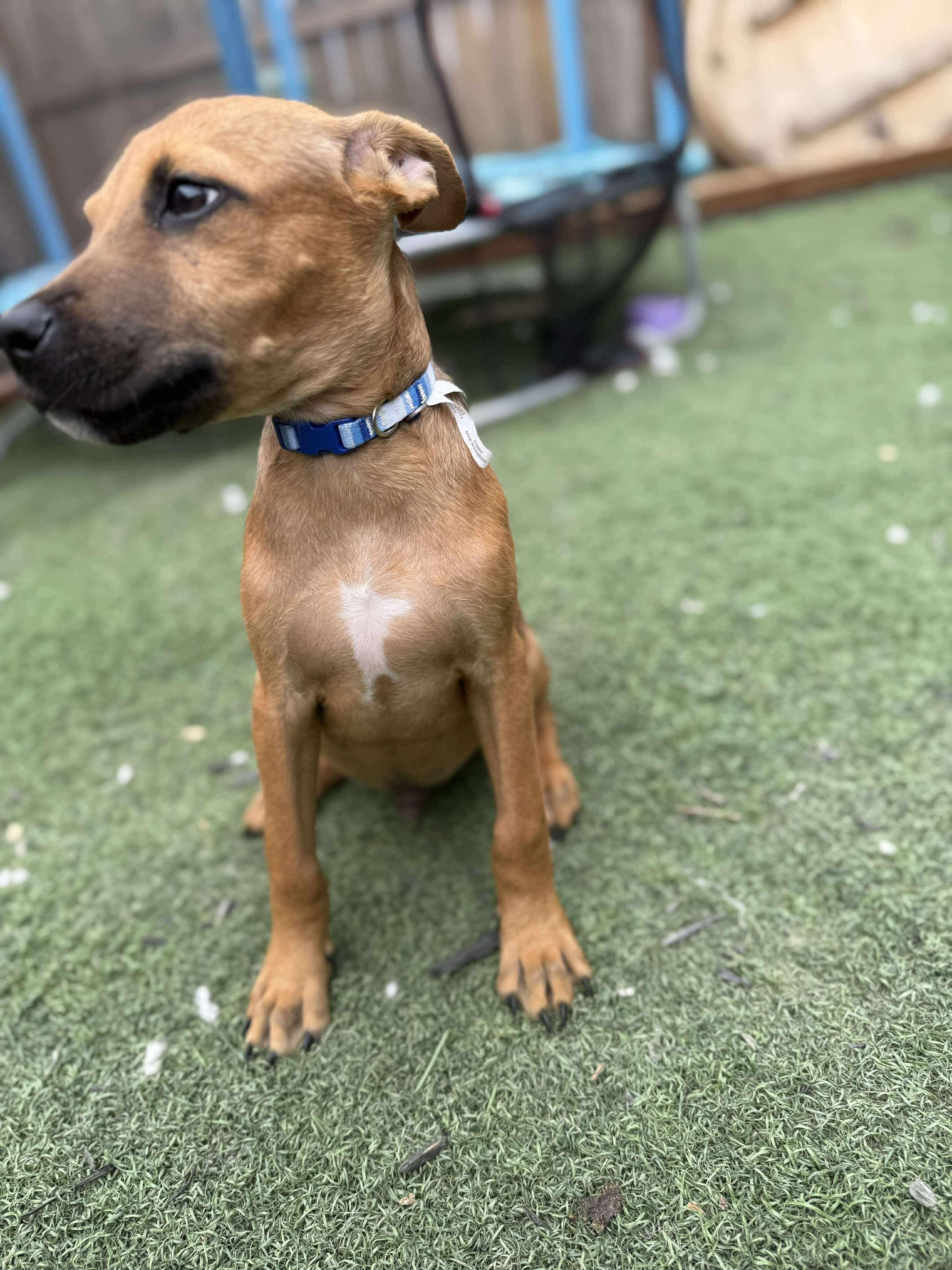 Boone C, adopted, Puppy Male Pit Bull Terrier.