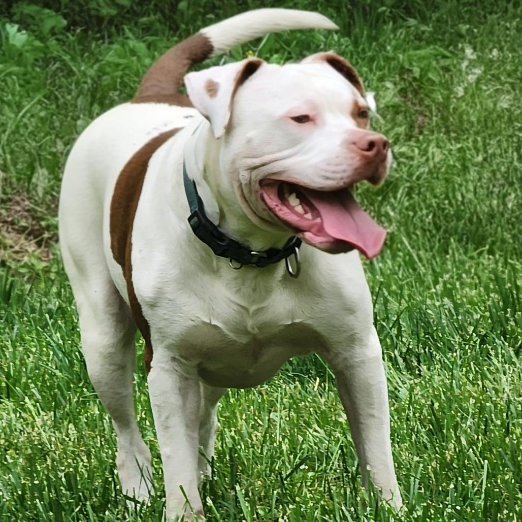 Dayton, Adoptable, Adult Male Pit Bull Terrier.