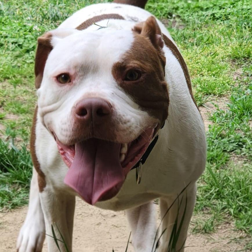 Enlarge Dayton, a Adoptable Pit Bull Terrier in Valparaiso, IN image 2/6