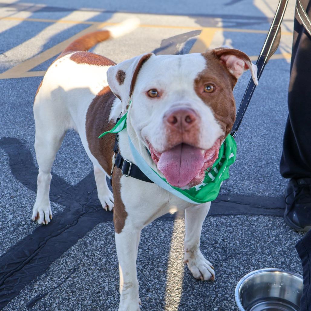 Enlarge Dayton, a Adoptable Pit Bull Terrier in Valparaiso, IN image 3/6