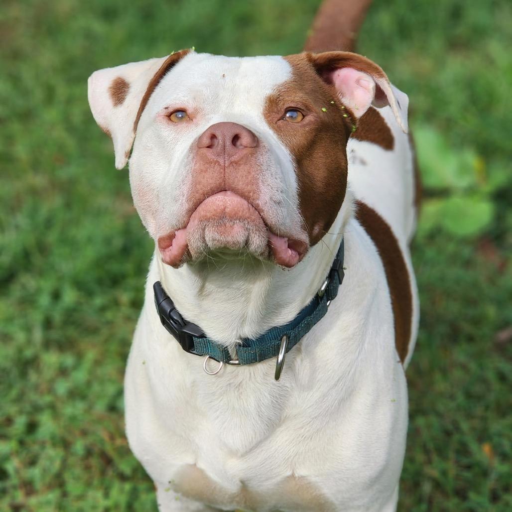 Enlarge Dayton, a Adoptable Pit Bull Terrier in Valparaiso, IN image 3/6