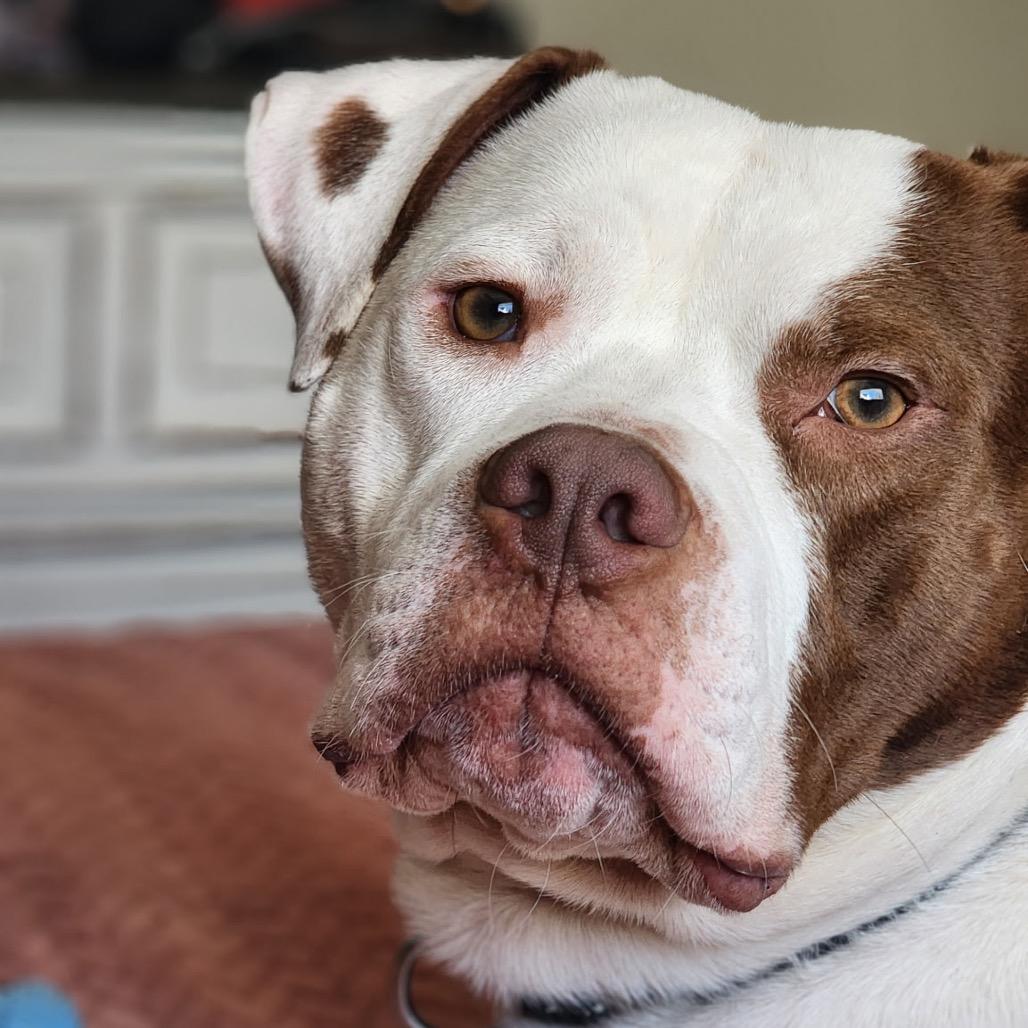 Enlarge Dayton, a Adoptable Pit Bull Terrier in Valparaiso, IN image 5/6
