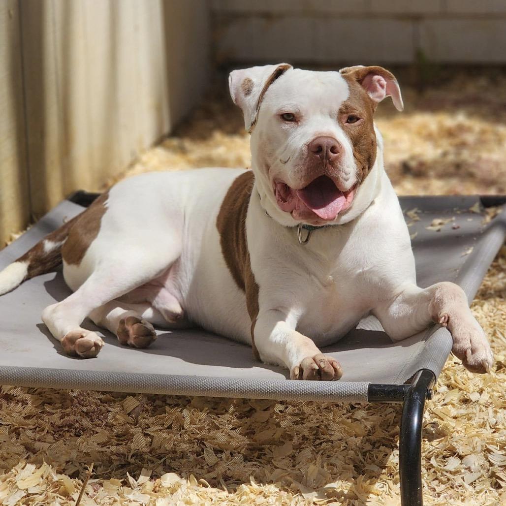 Enlarge Dayton, a Adoptable Pit Bull Terrier in Valparaiso, IN image 6/6