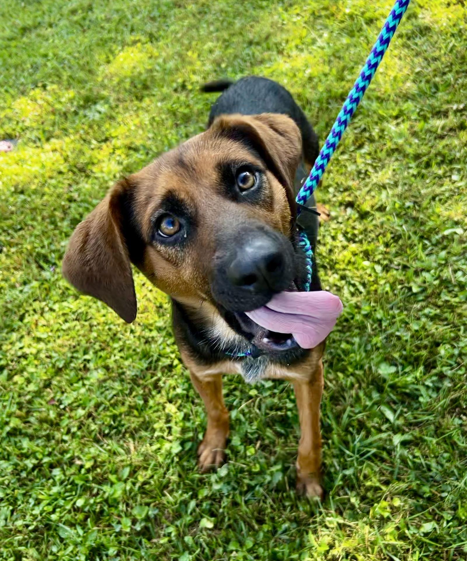 Enlarge Clara, a Adopted mixed breed in Elkins, WV image 3/3