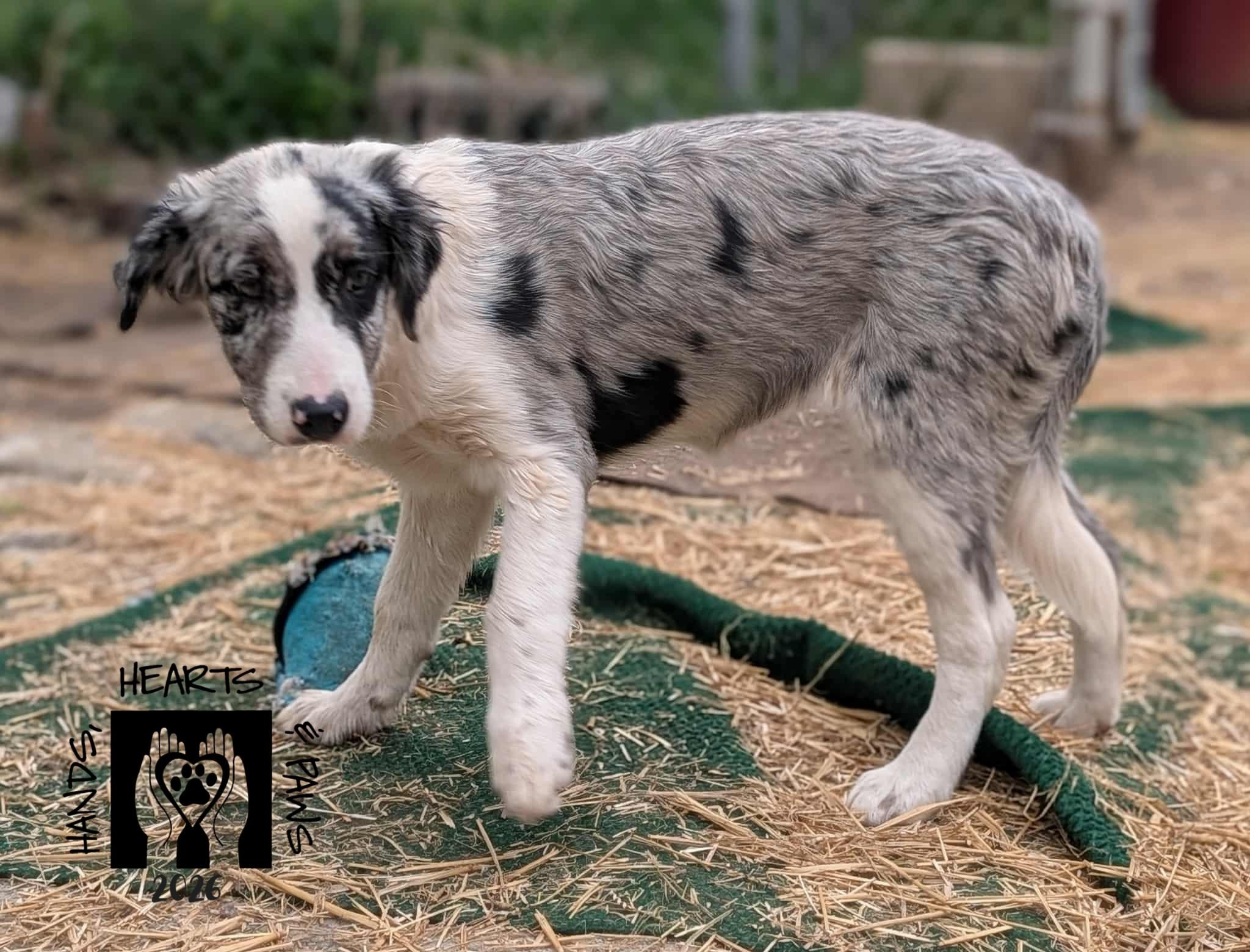 Enlarge Flotsam, a Adoptable mixed breed in Omaha, NE image 1/3