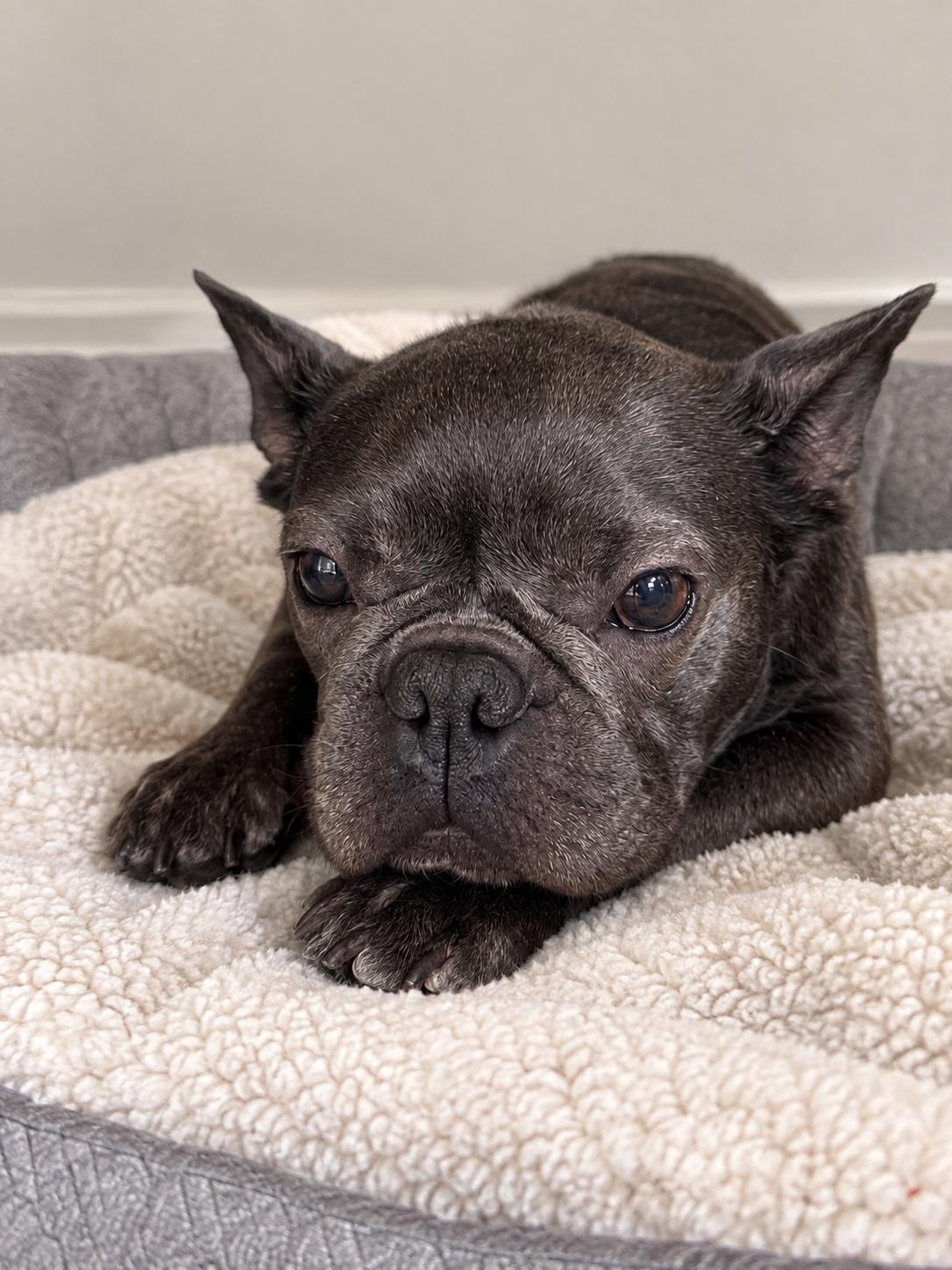 Starlight, Adopted, Adult Female French Bulldog.