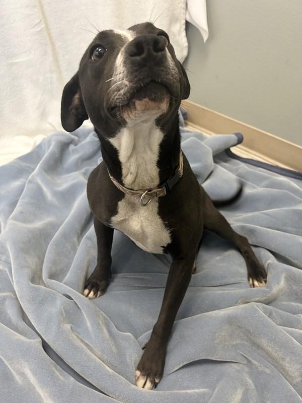 Enlarge Kringle, a Adoptable mixed breed in Osage Beach, MO image 1/1