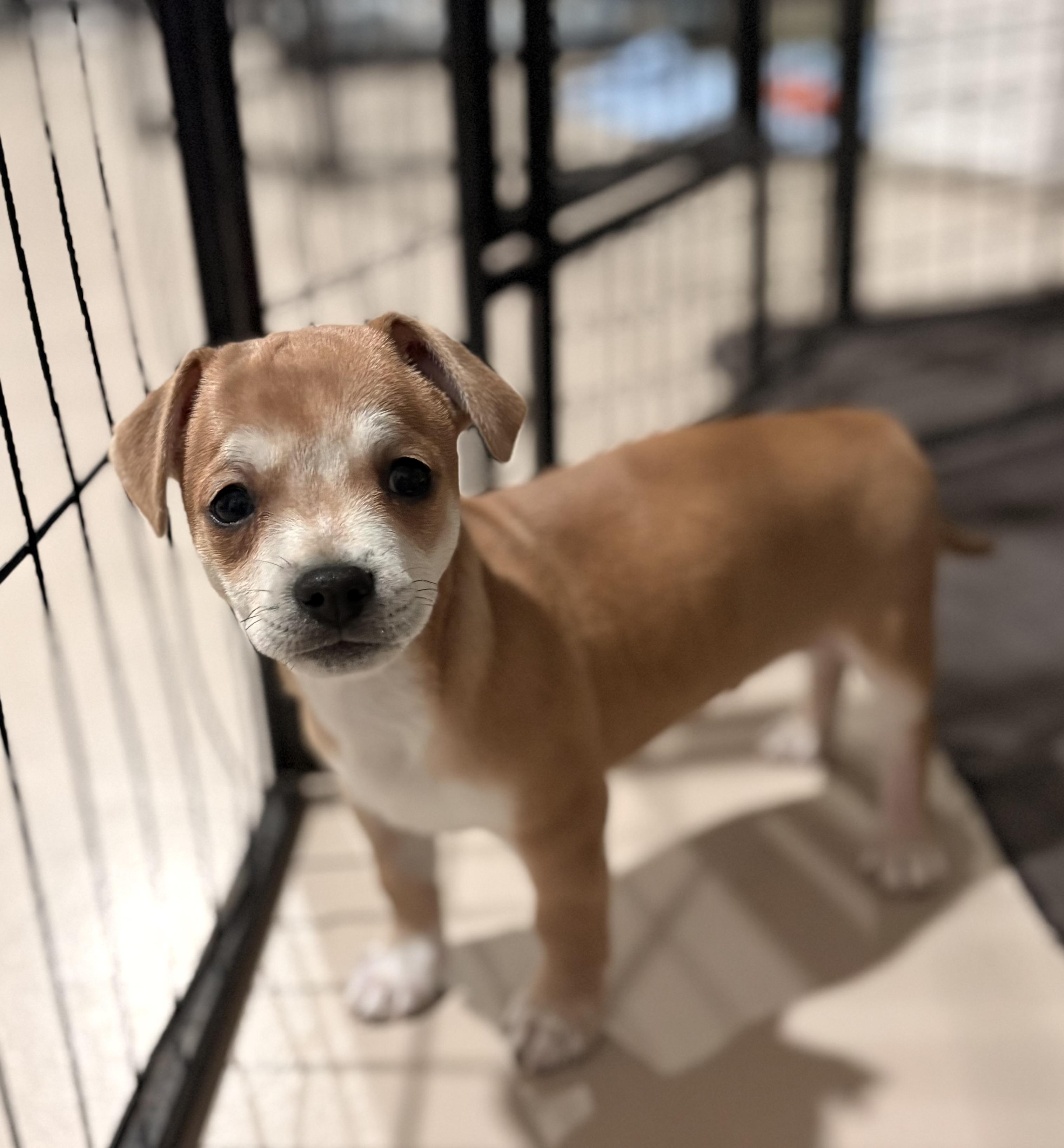 Enlarge Luz, a ADOPTABLE mixed breed in Inverness, FL image 2/5