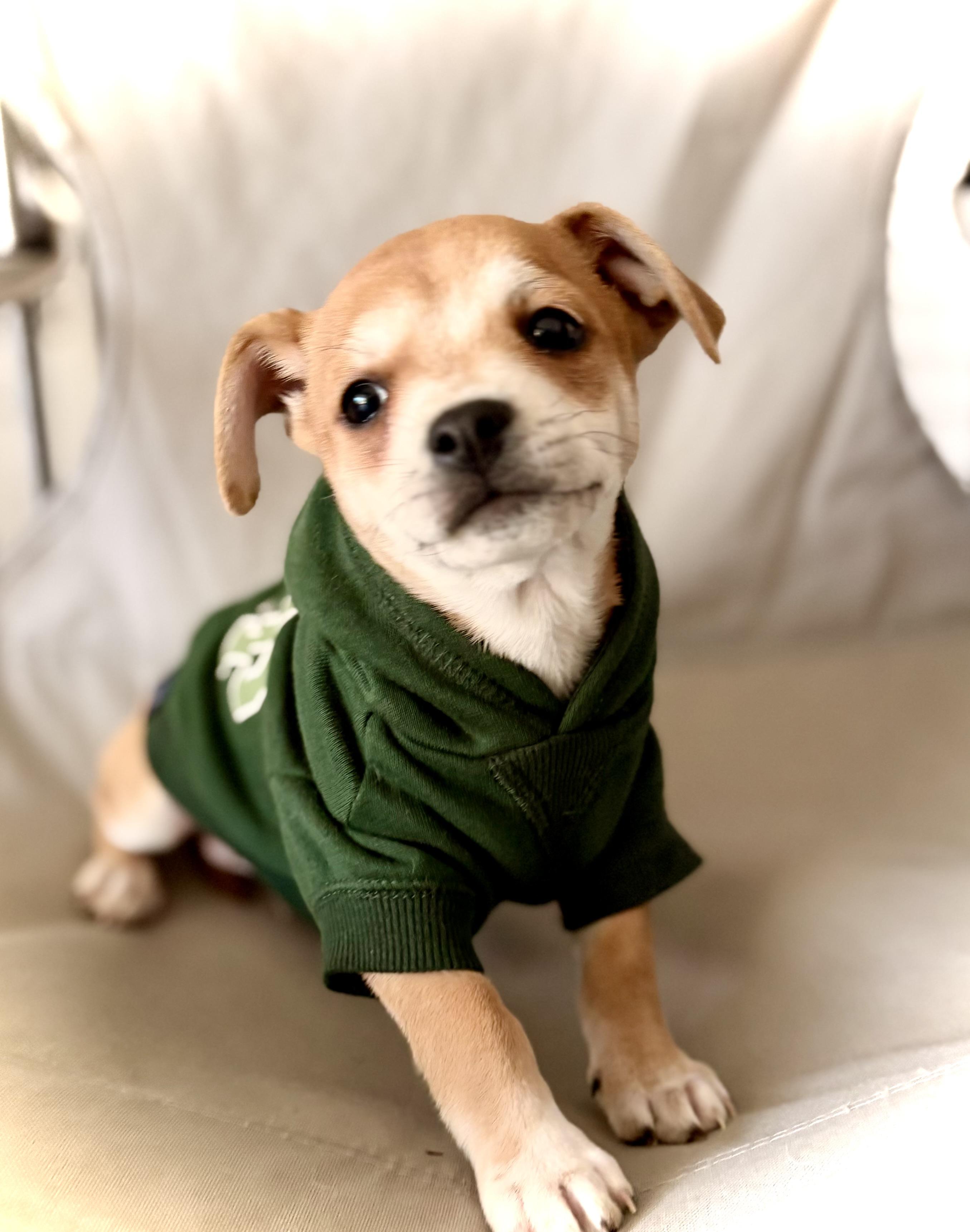 Enlarge Luz, an adopted mixed breed in Inverness, FL image 1/5