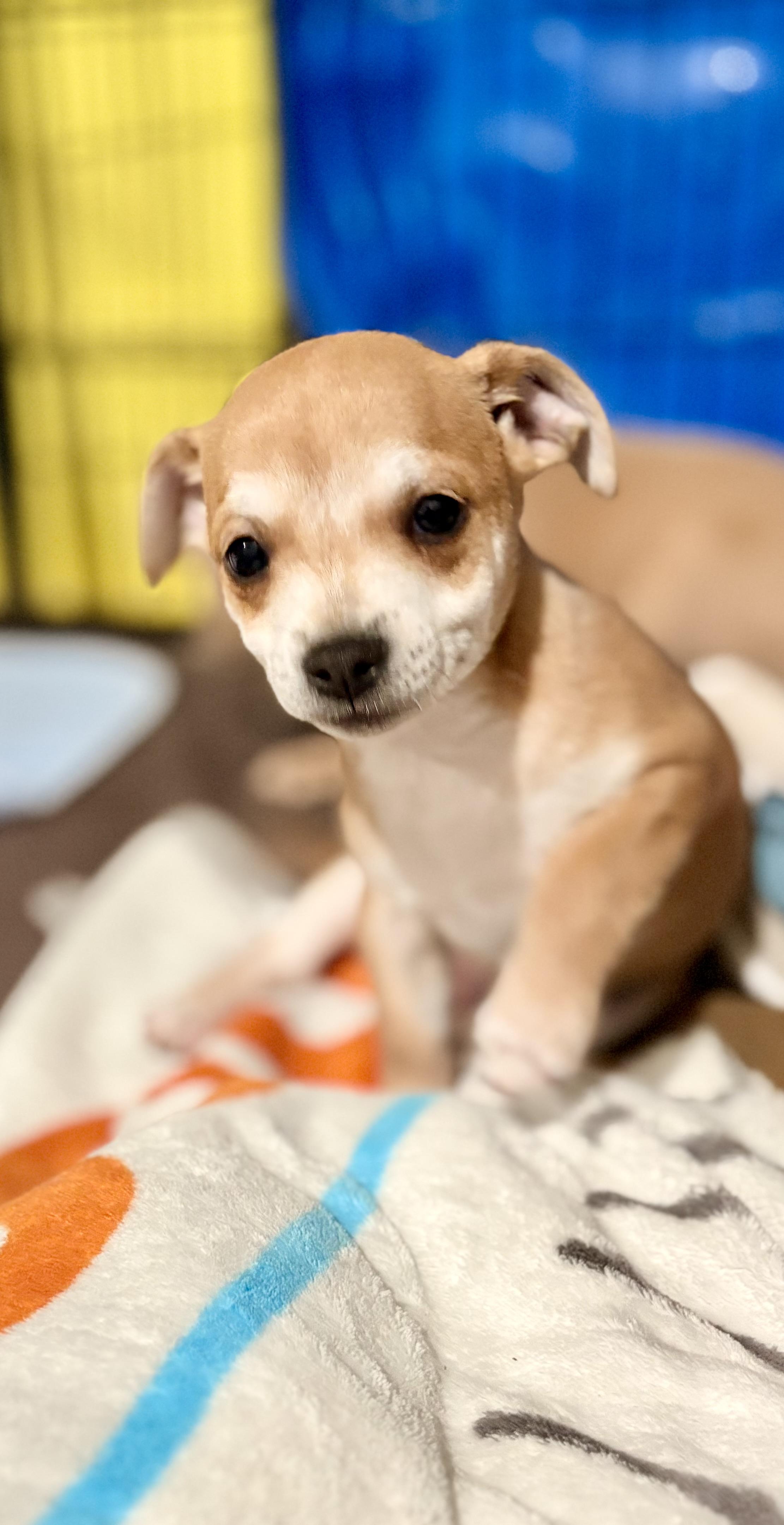 Enlarge Luz, a ADOPTABLE mixed breed in Inverness, FL image 5/5