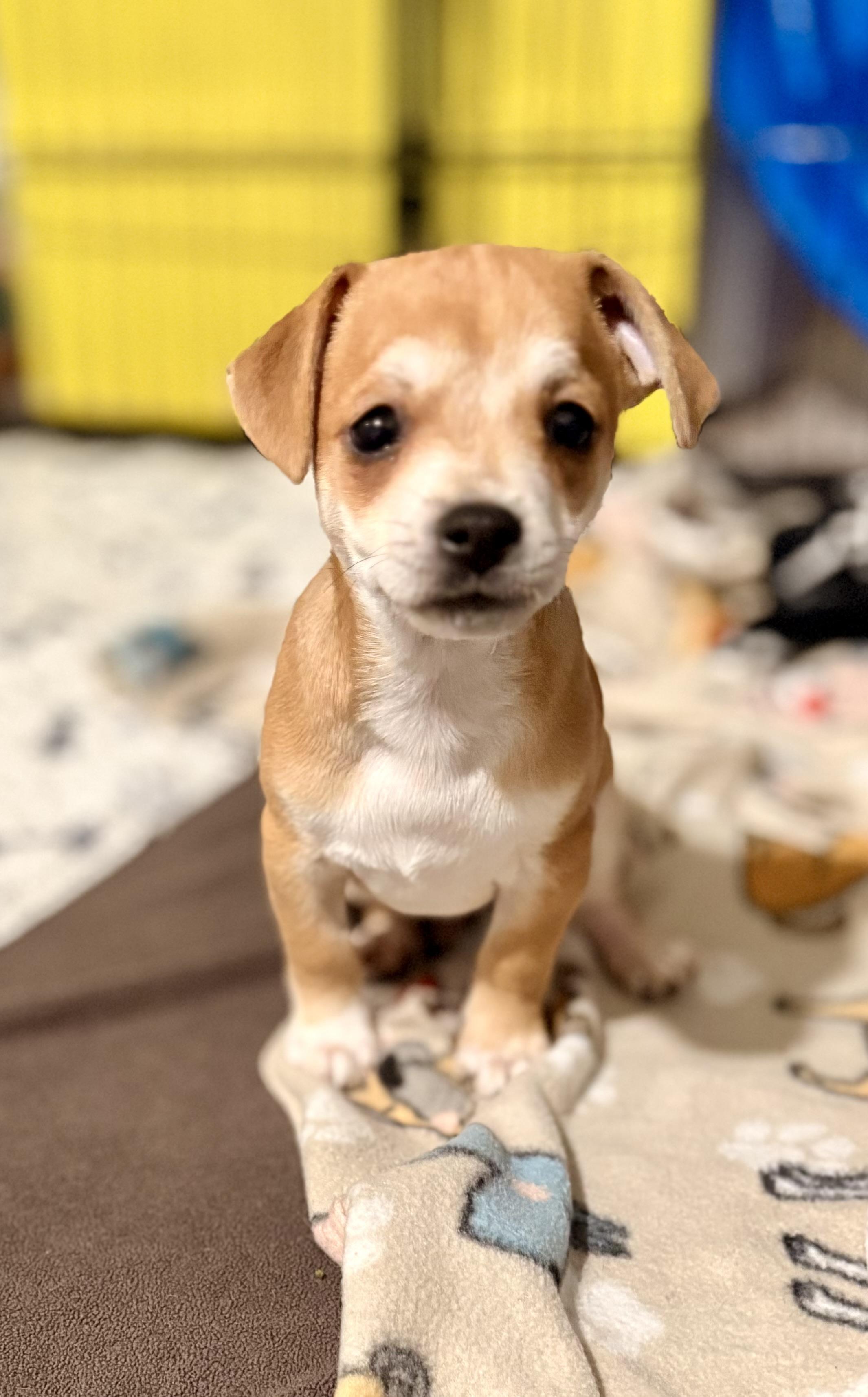 Luz, ADOPTABLE, Puppy Male Chihuahua.
