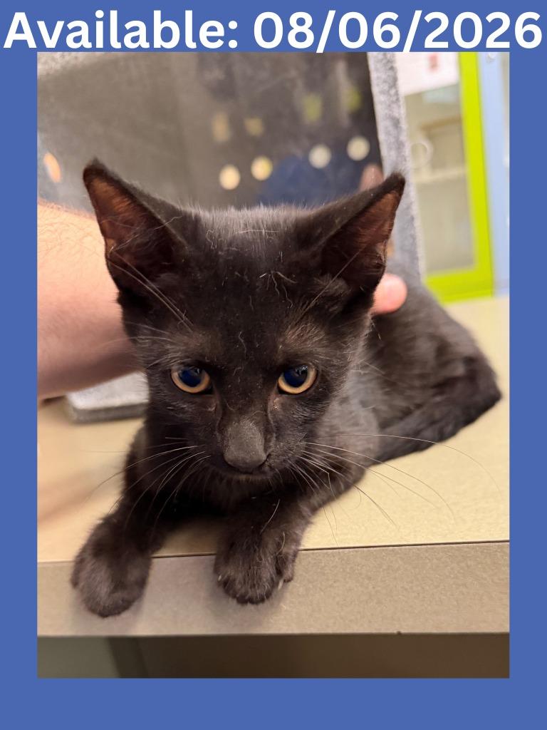 Cat Condo #23, Adoptable, Kitten Male Domestic Short Hair & Mixed Breed.