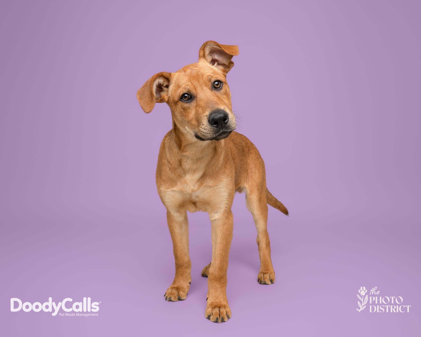 Enlarge Matthew, an adoptable mixed breed in Manhasset, NY image 2/6