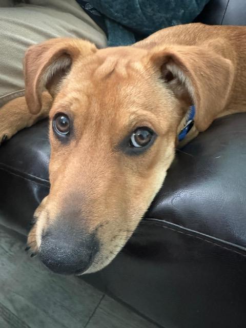 Enlarge Matthew, an adoptable mixed breed in Manhasset, NY image 5/6
