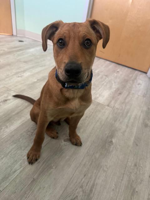 Enlarge Matthew, an adoptable mixed breed in Manhasset, NY image 6/6