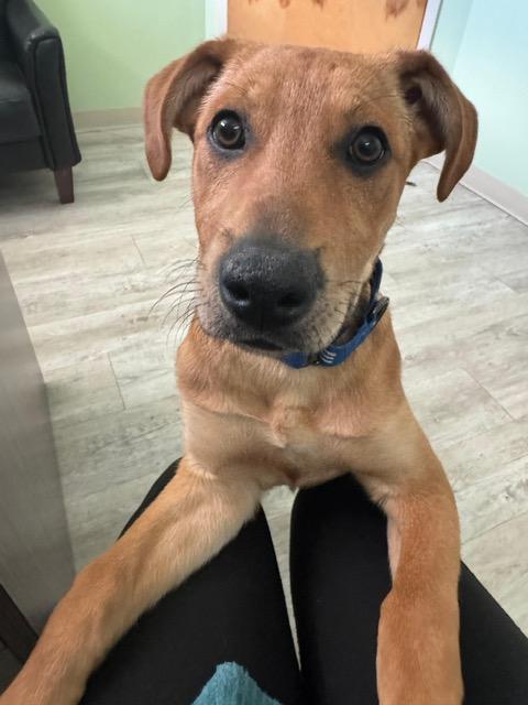 Enlarge Matthew, an adoptable mixed breed in Manhasset, NY image 3/6