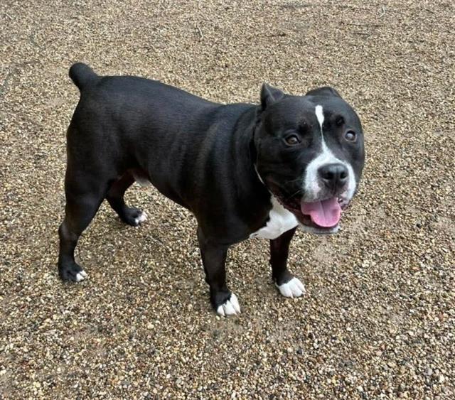 Enlarge STINK BUG, a Adoptable Pit Bull Terrier in Peoria, IL image 1/1