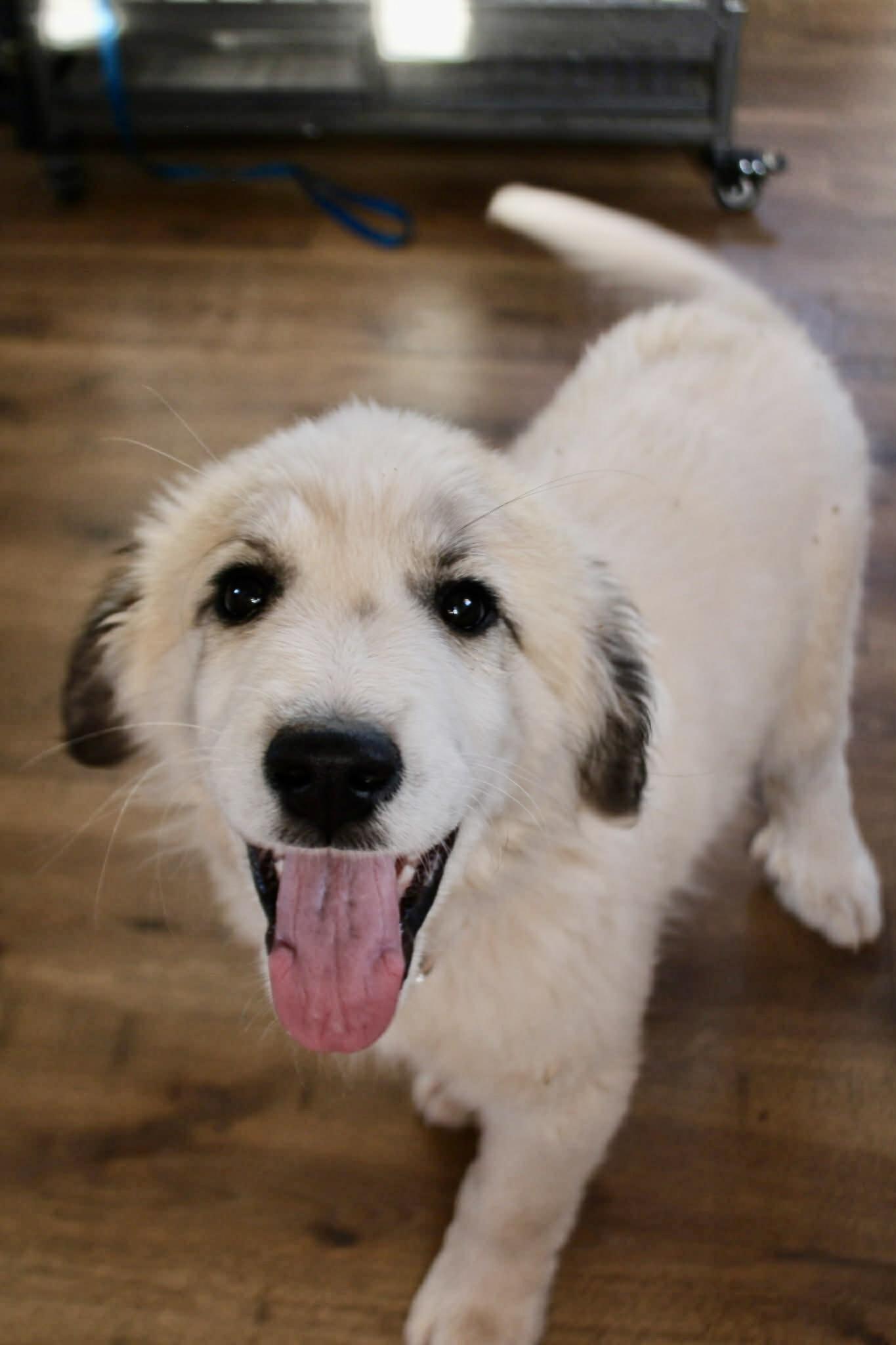 Enlarge Dimitri, a ADOPTABLE Great Pyrenees in Piedmont, OK image 1/3