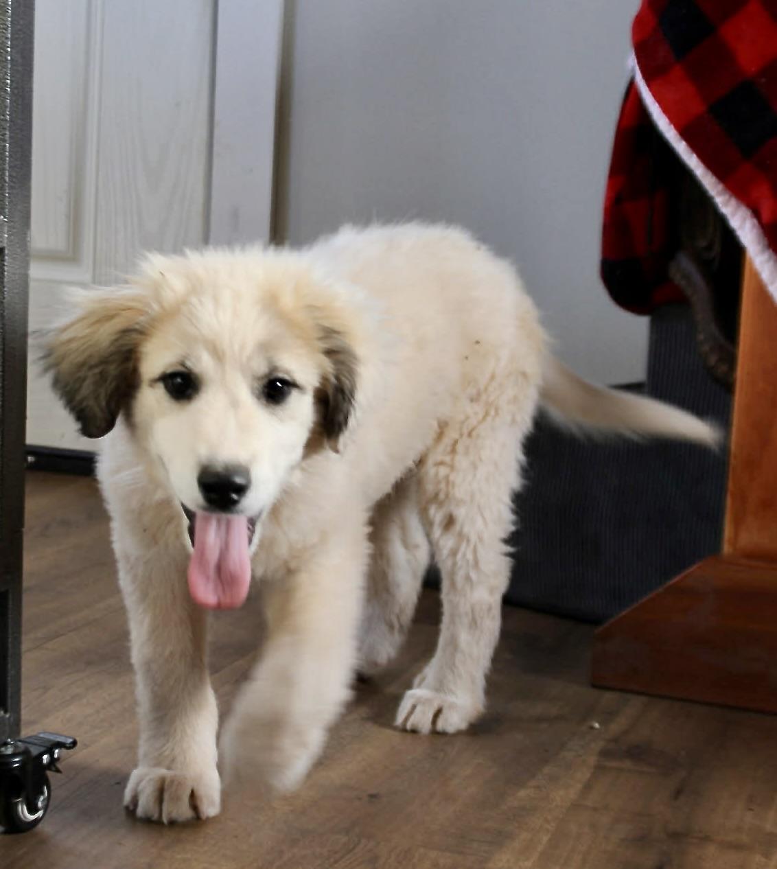 Enlarge Dimitri, a ADOPTABLE Great Pyrenees in Piedmont, OK image 3/3