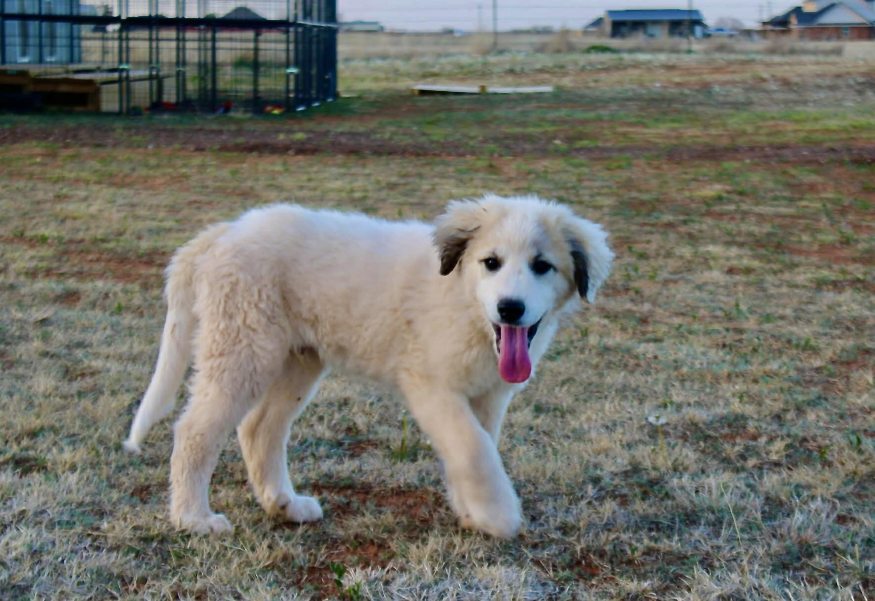 Enlarge Dimitri, a ADOPTABLE Great Pyrenees in Piedmont, OK image 2/3