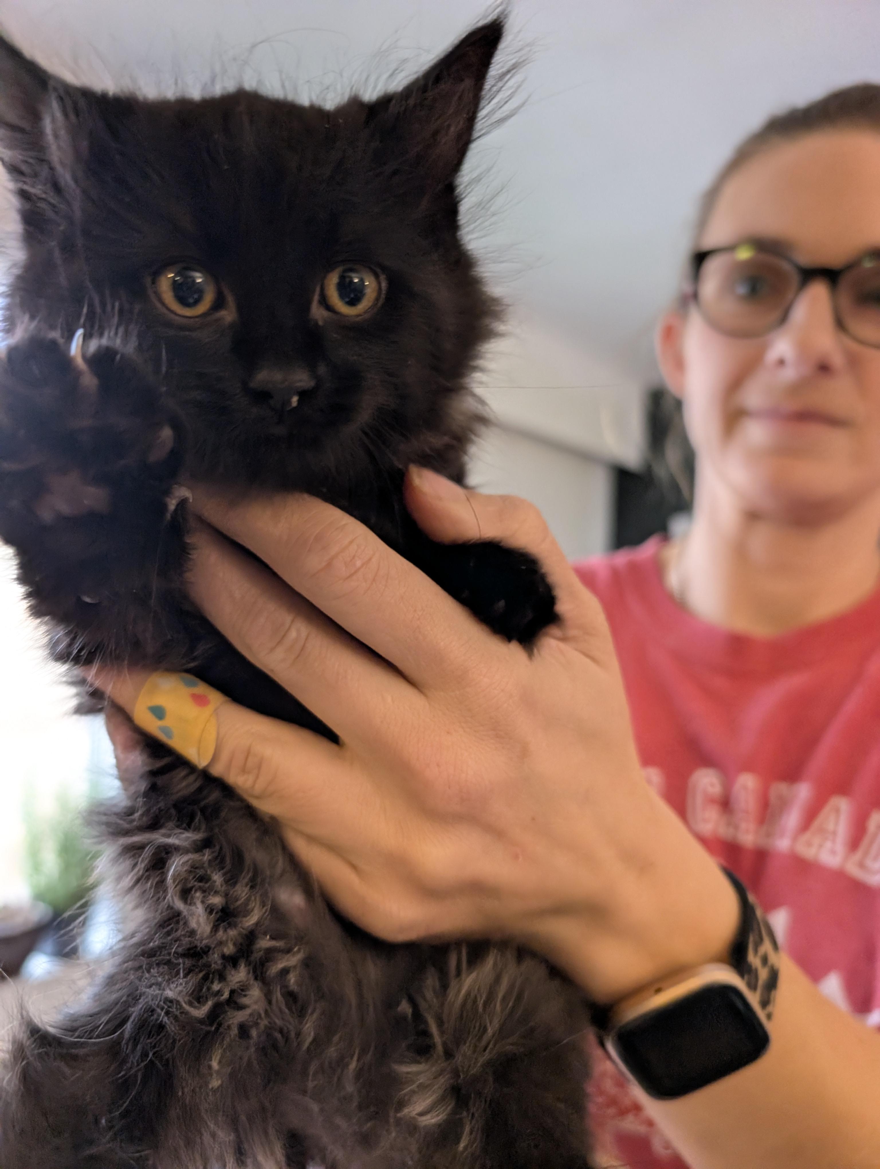 Wolfe, Adopted, Young Female Domestic Medium Hair.