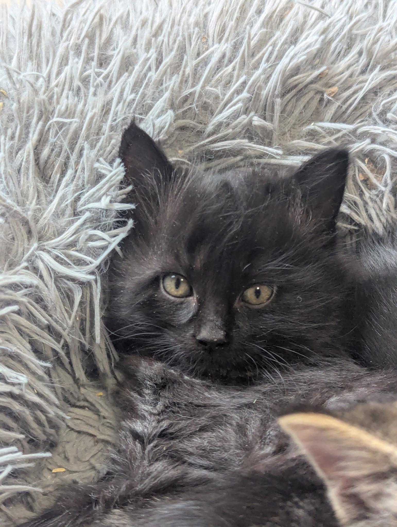 Enlarge Wolfe, a Adopted Domestic Medium Hair in Kamloops, BC image 2/6