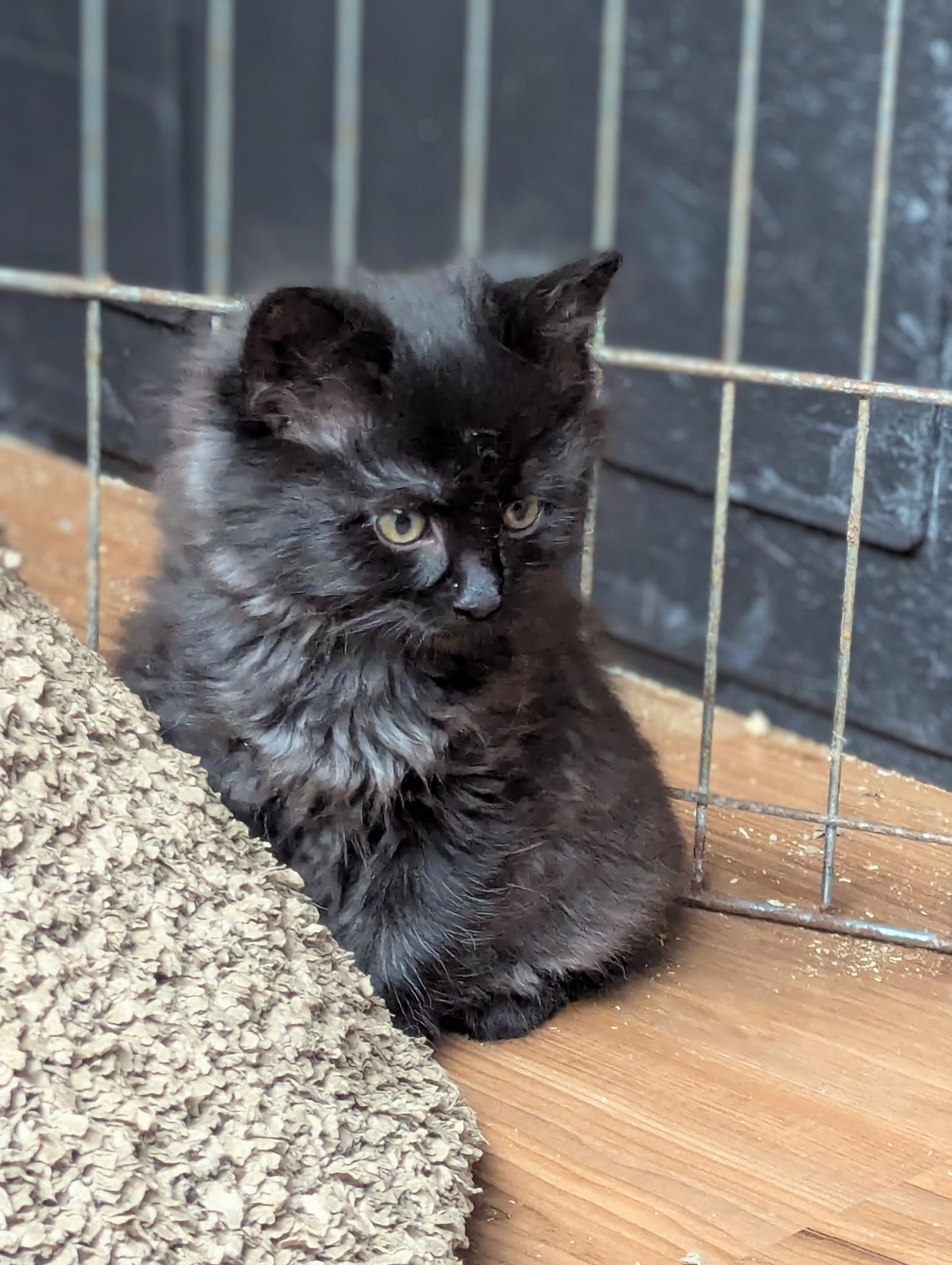 Enlarge Wolfe, a Adopted Domestic Medium Hair in Kamloops, BC image 5/6