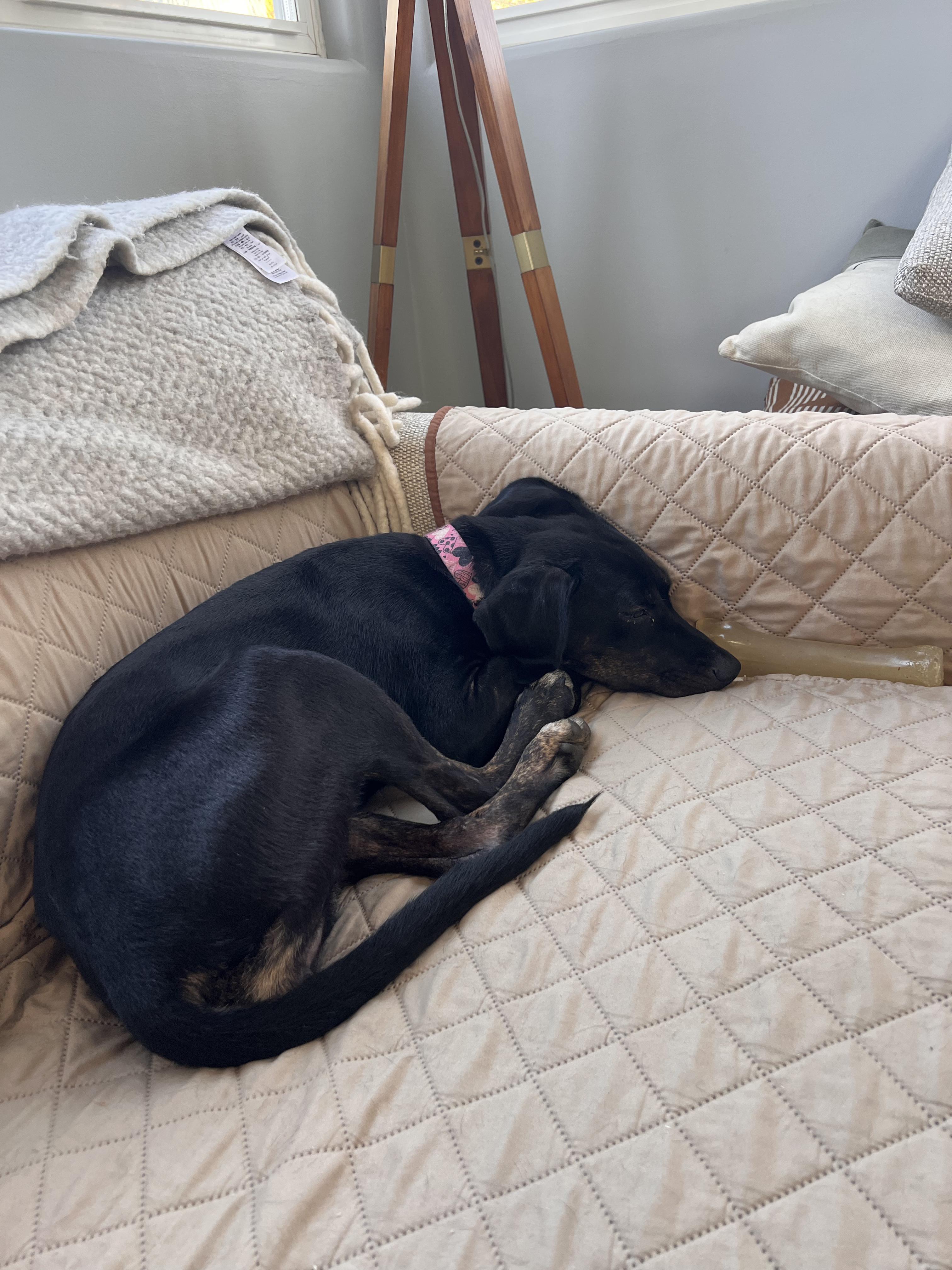 Enlarge Patty, a ADOPTABLE mixed breed in Los Angeles, CA image 3/6