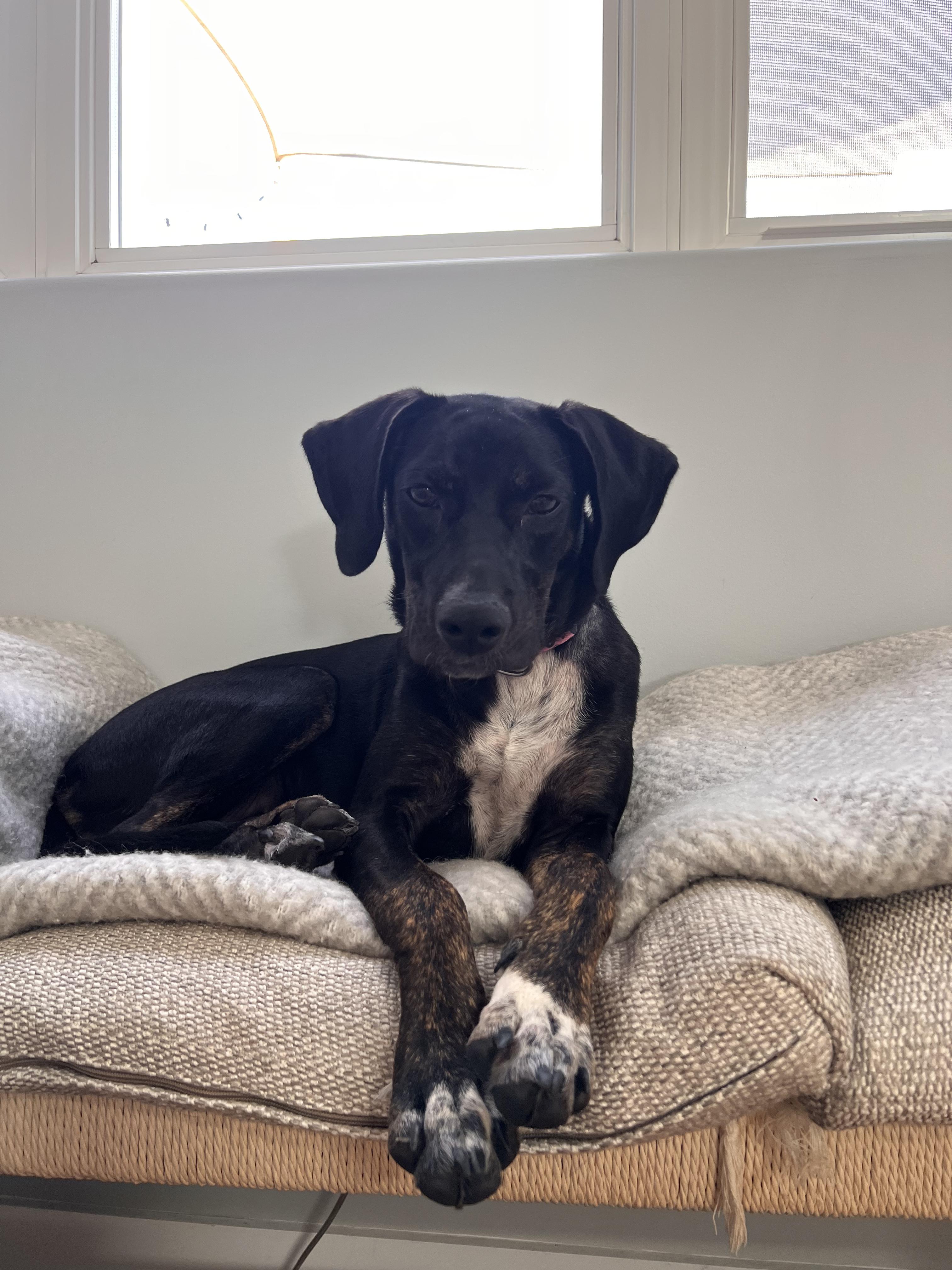 Enlarge Patty, a ADOPTABLE mixed breed in Los Angeles, CA image 5/6