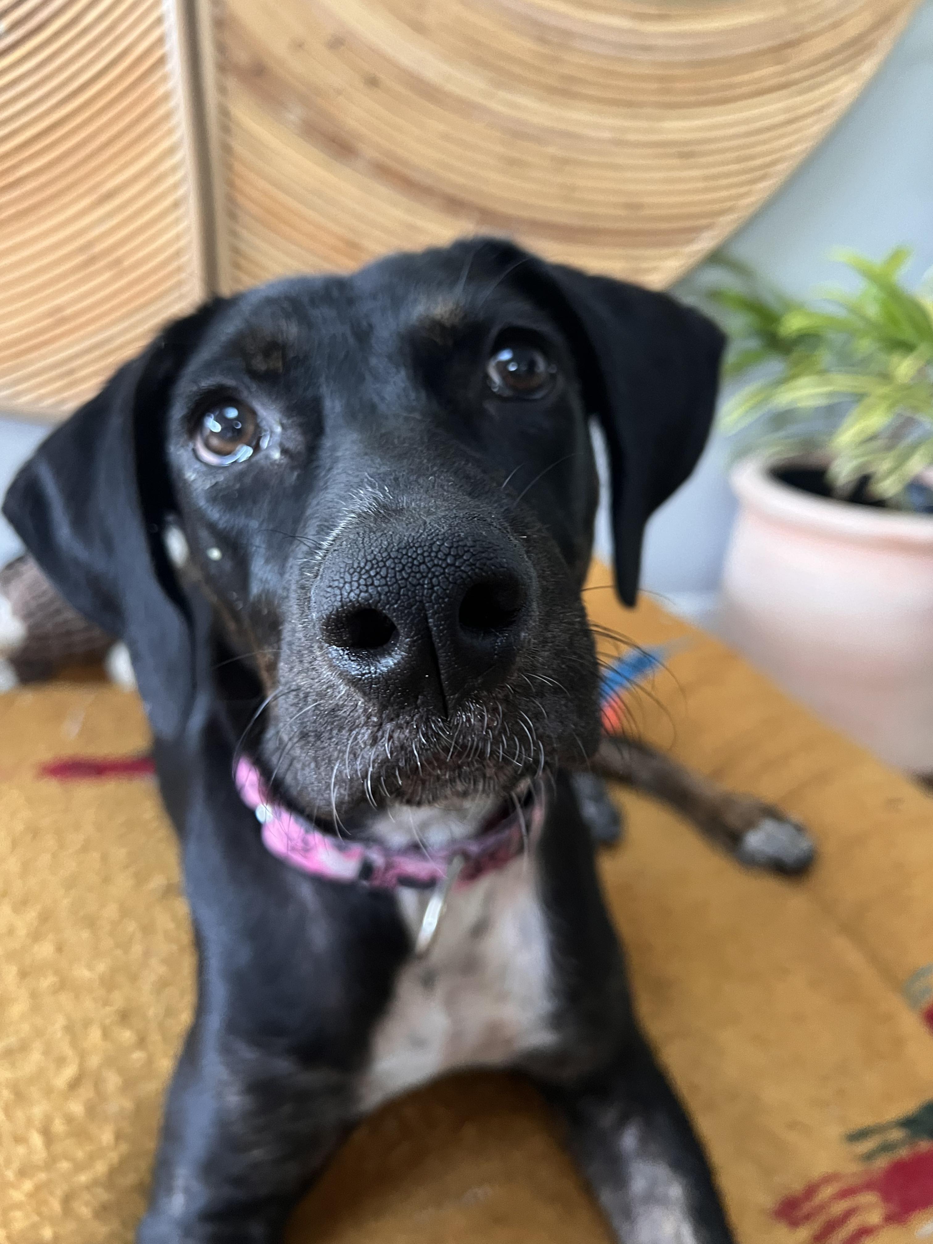 Patty, ADOPTABLE, Young Female Treeing Walker Coonhound & Border Collie.