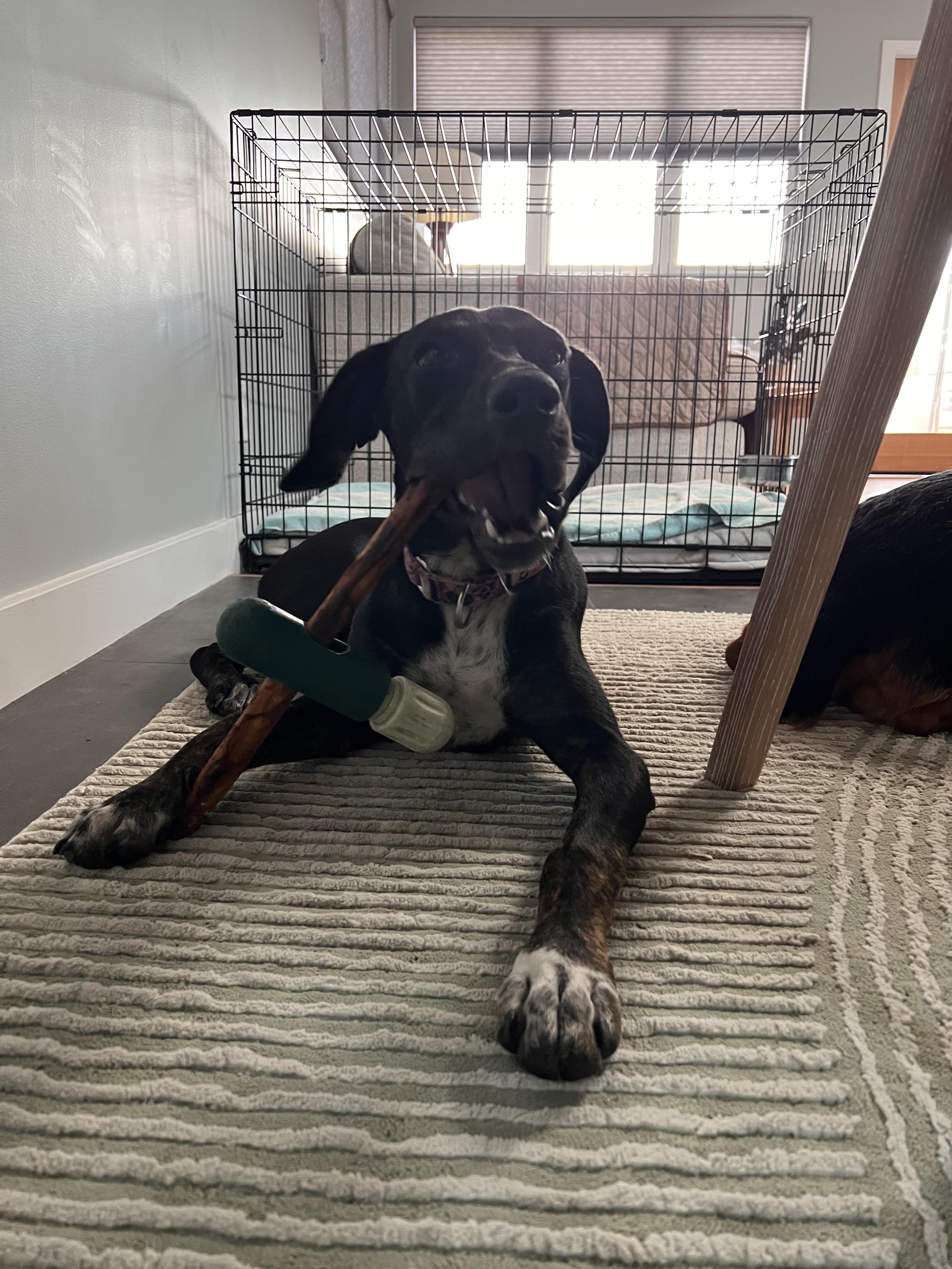 Enlarge Patty, a ADOPTABLE mixed breed in Los Angeles, CA image 4/6