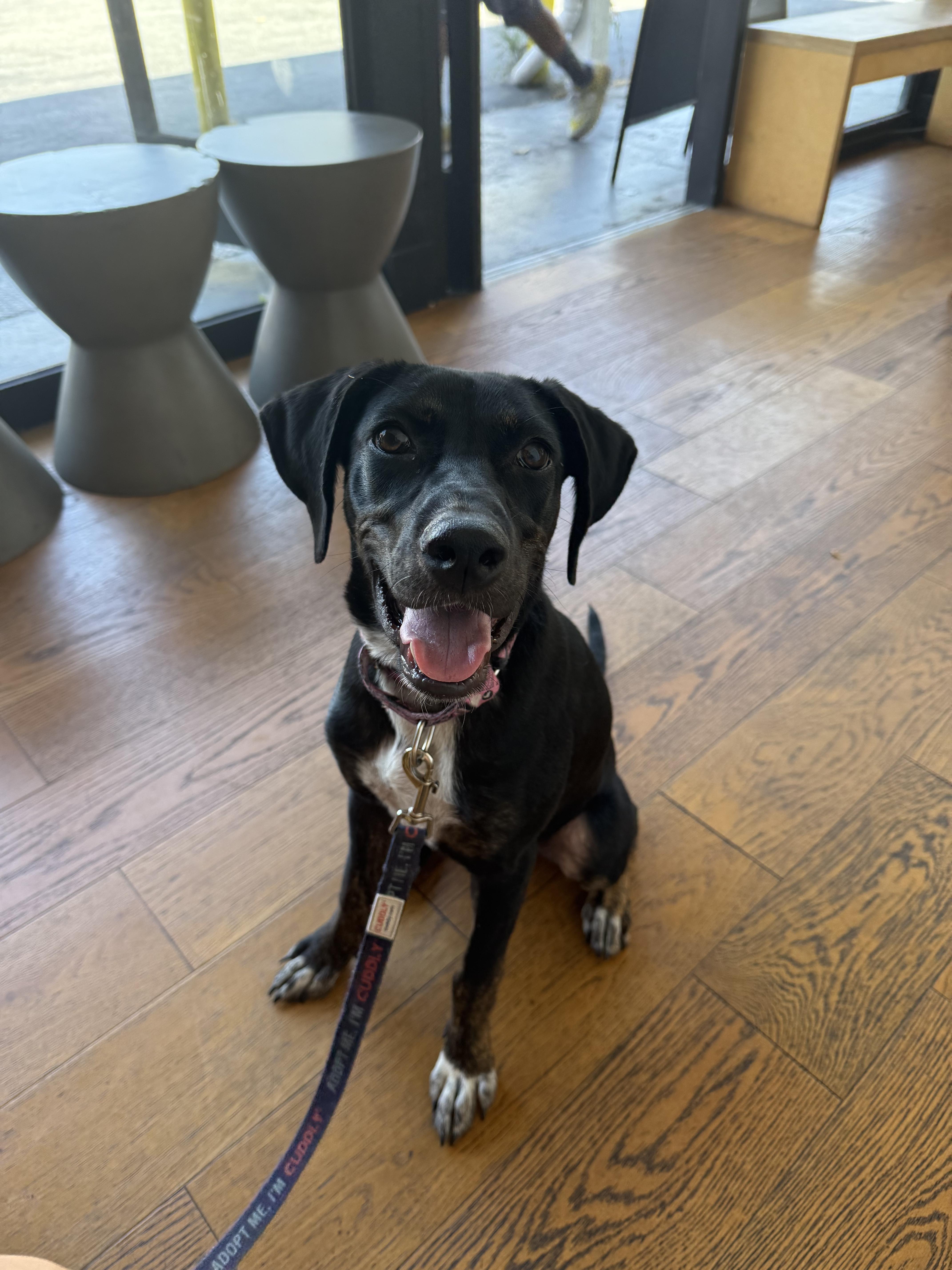 Enlarge Patty, a ADOPTABLE mixed breed in Los Angeles, CA image 2/6