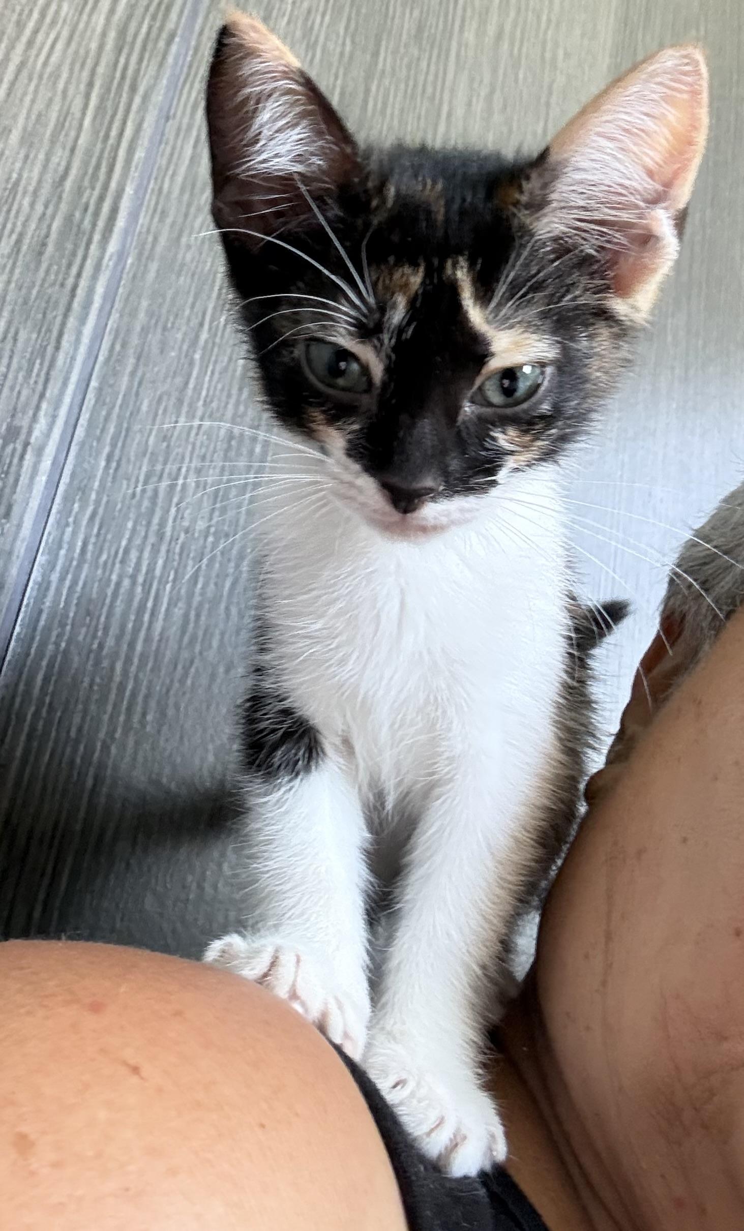 Enlarge Confetti, a Adoptable Domestic Short Hair in Aibonito, PR image 2/3